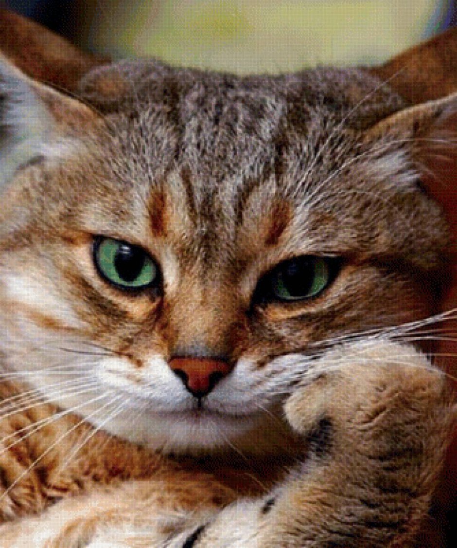 Хитрые коты