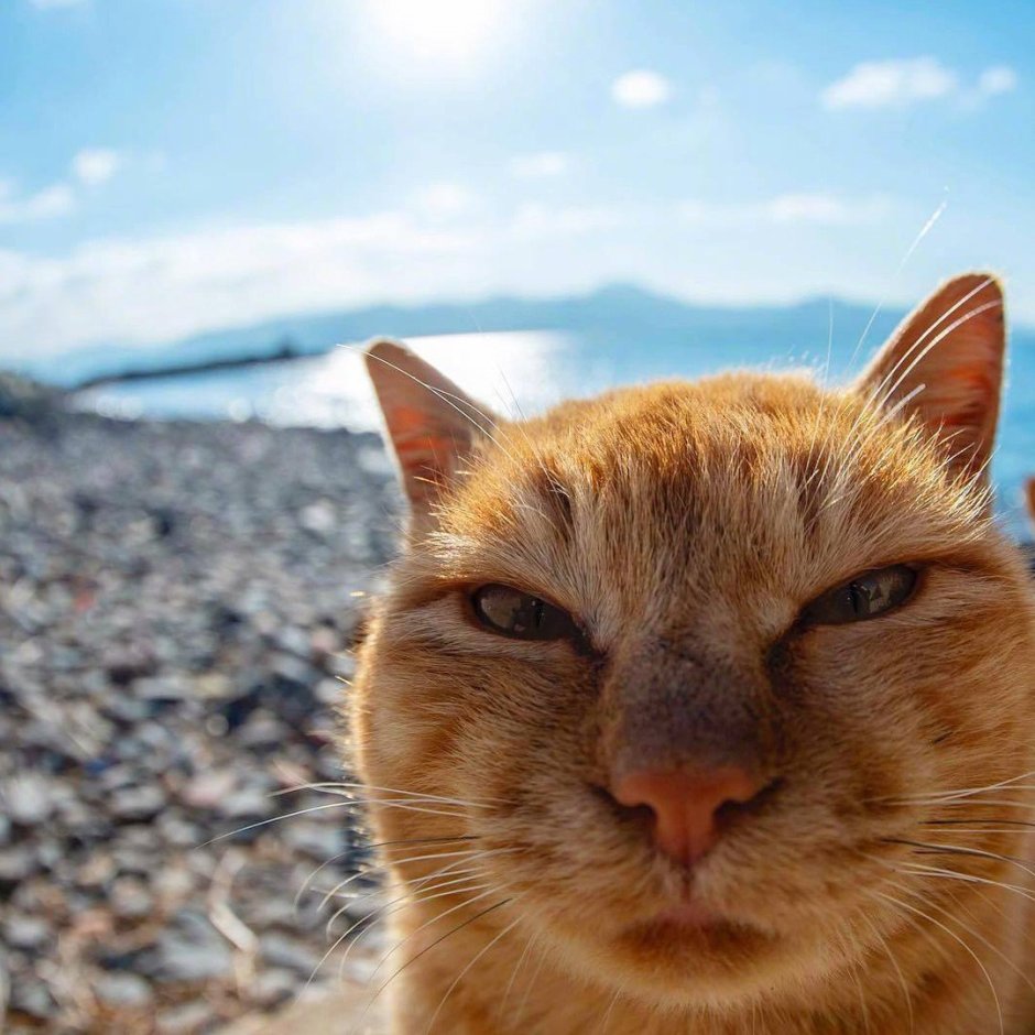 Кот щурится