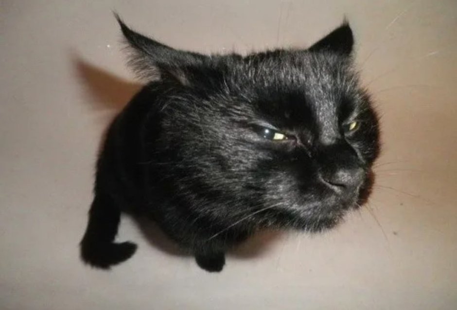 Подозрительный кот