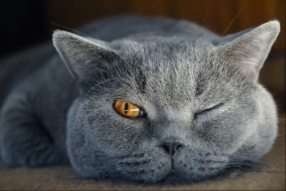 Злая Британская короткошерстная кошка