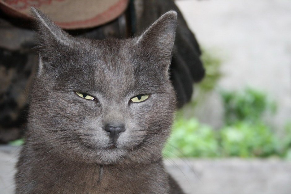 Кошка с ехидной улыбкой