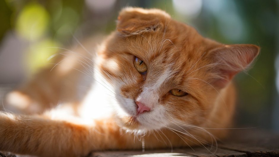 Рыжий котик