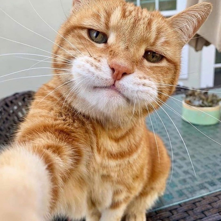 Кот селфи