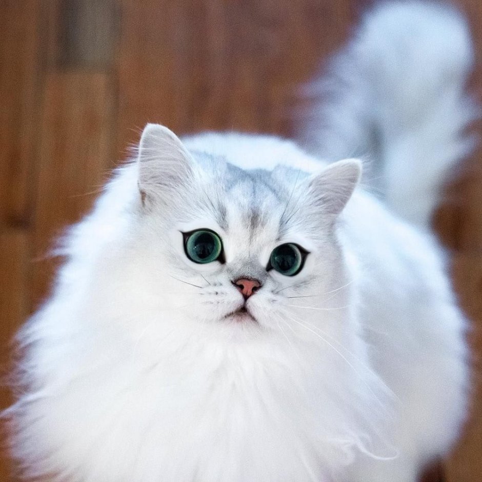 Шиншилла кошка пушистая