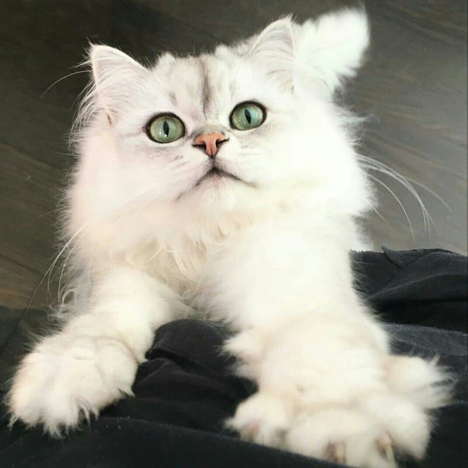 Кошка шиншилла Коби
