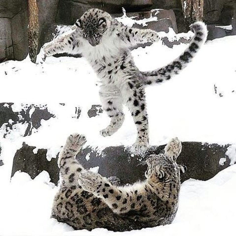 Снежный Барс в прыжке