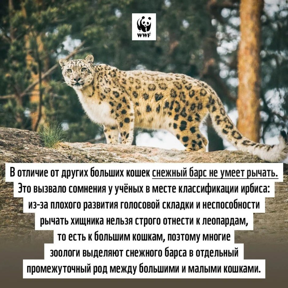 Сохраним снежного Барса
