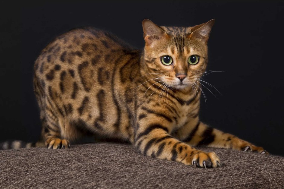 Кошка пятнистая Бенгальская