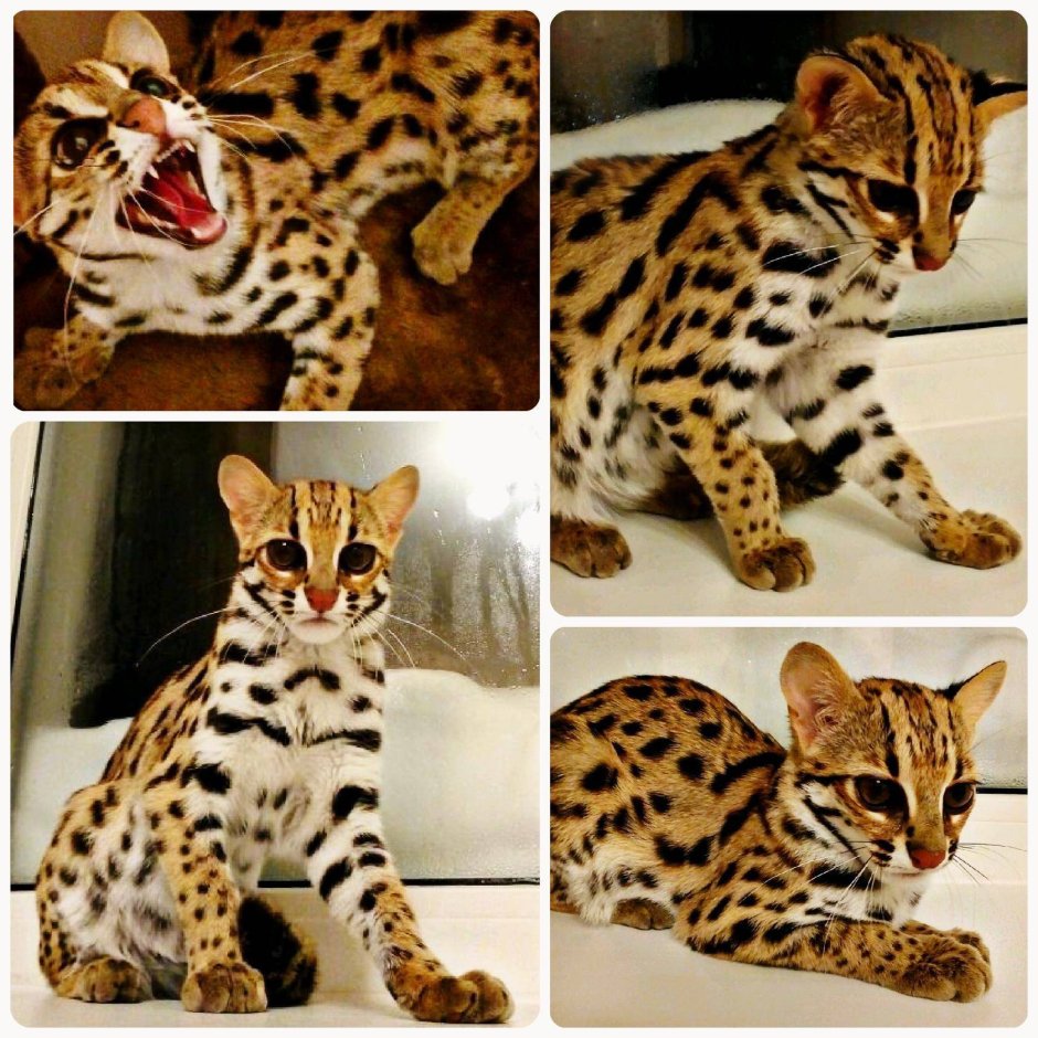 Камышовый кот бенгал