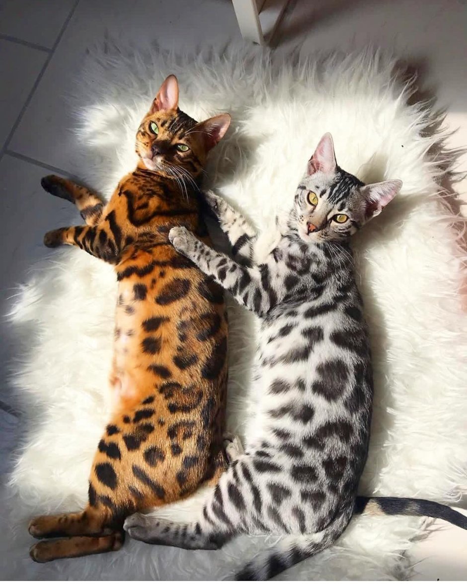 Кот породы бенгал