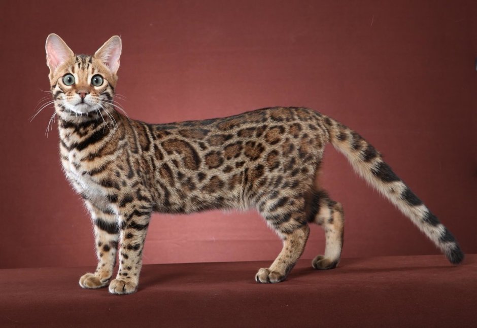 Бенгальская кошка котенок