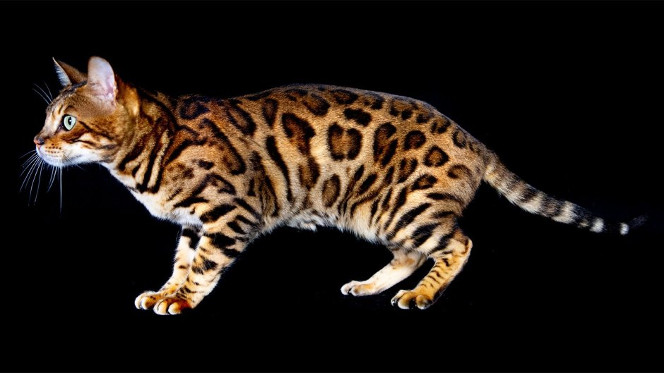 Бенгальская кошка Дискавери