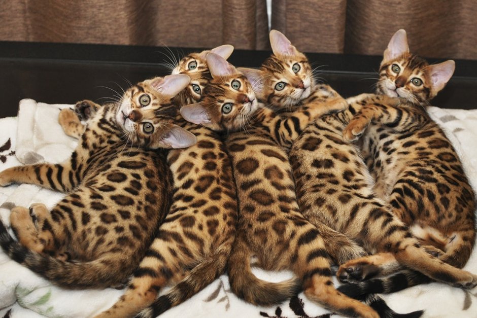 Кот породы бенгал