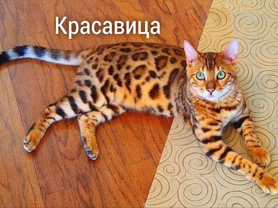 Бенгал тигровый