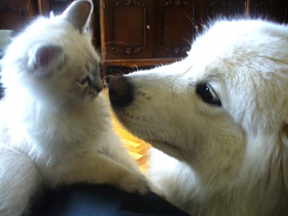 Самоед и кот