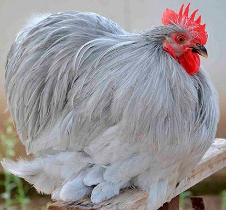 Австралорп, Брама, кохинхин, Маран