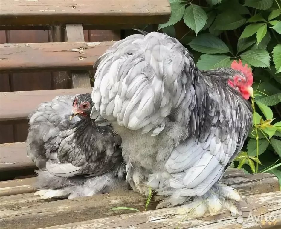 Кохинхин мраморный