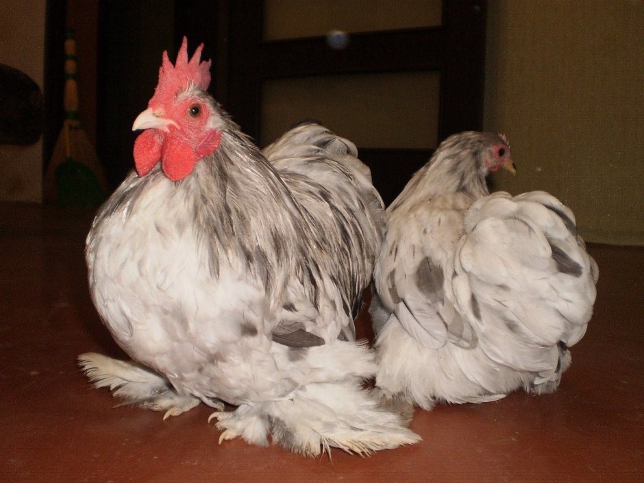 Карликовый кохинхин