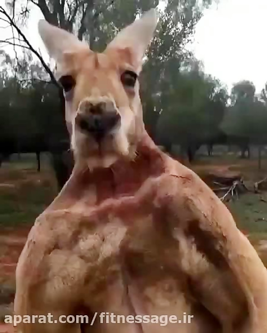 Кенгуру Роджер из Австралии