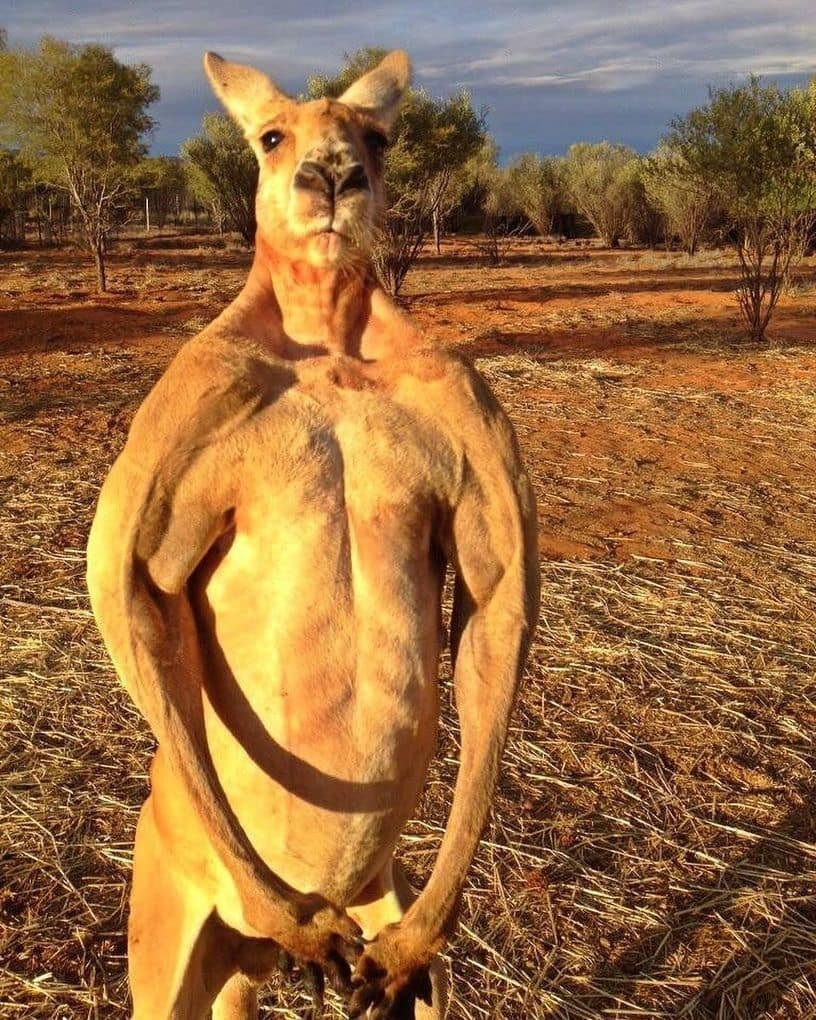 Самый накаченный кенгуру Роджер