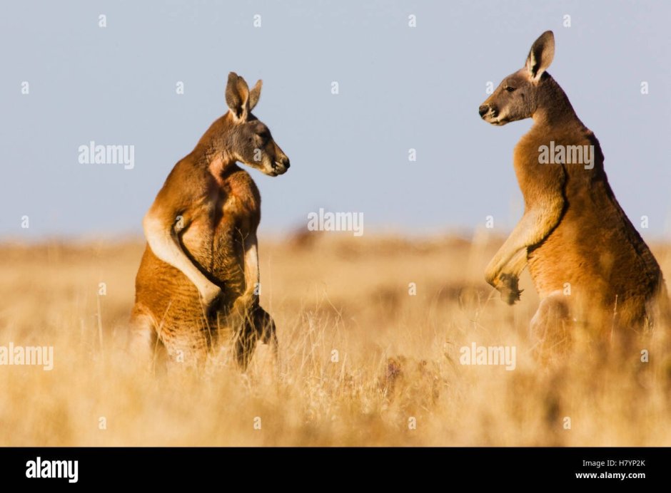Кенгуру рельеф