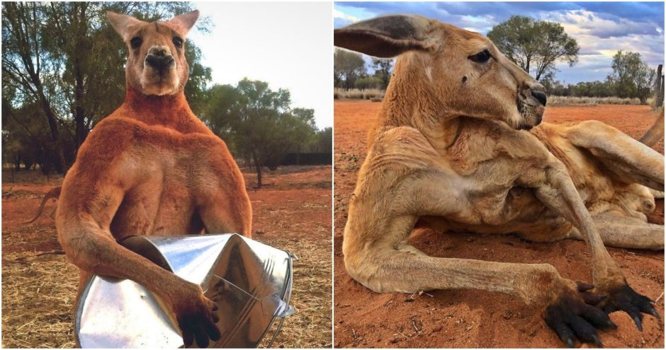 Самый накаченный кенгуру в мире Роджер