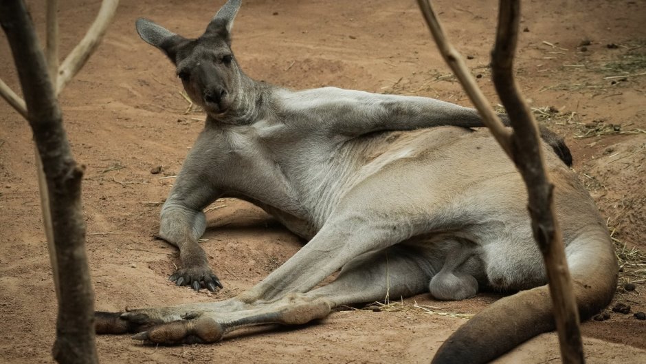 Кенгуру качок