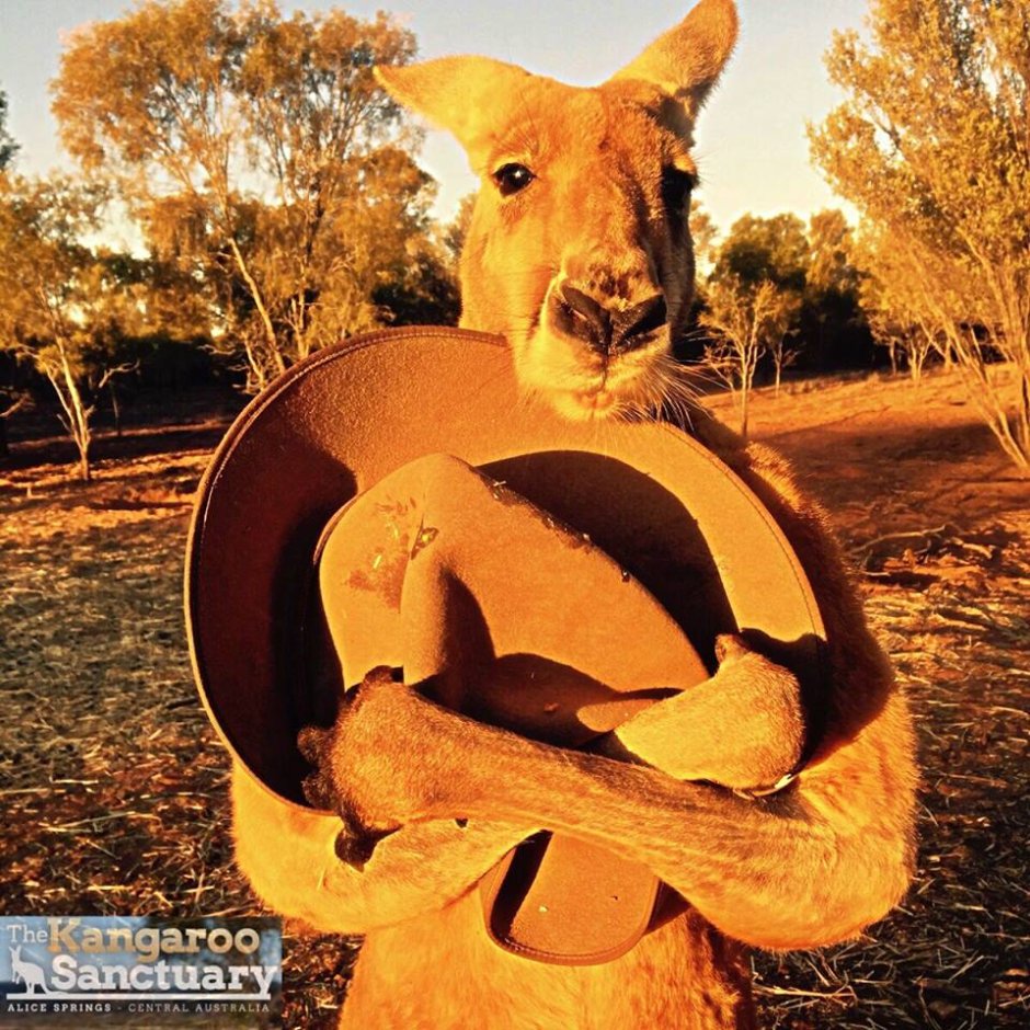 Самый мускулистый кенгуру Роджер
