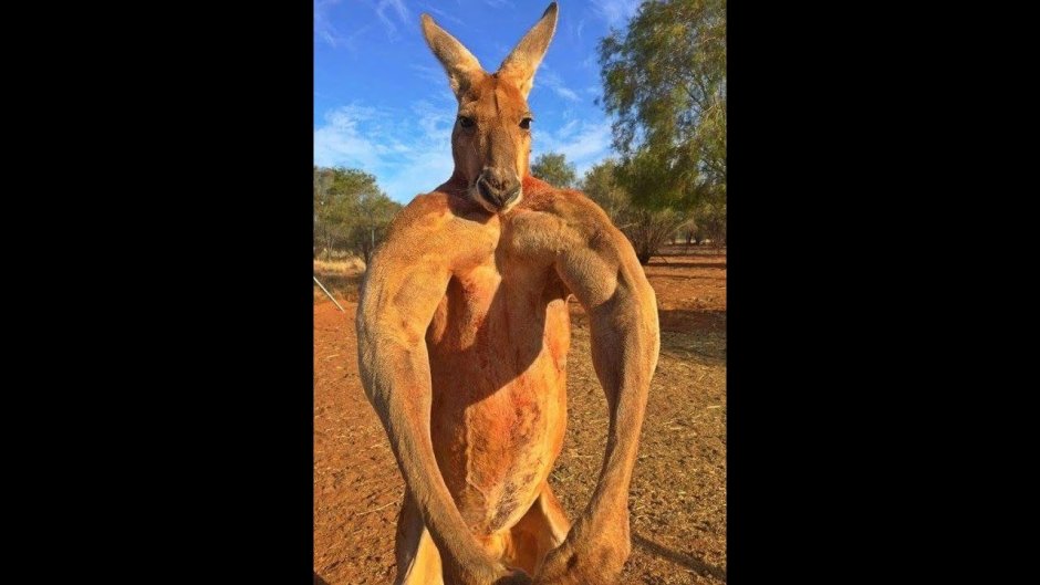 ВАЛАКАС кенгуру