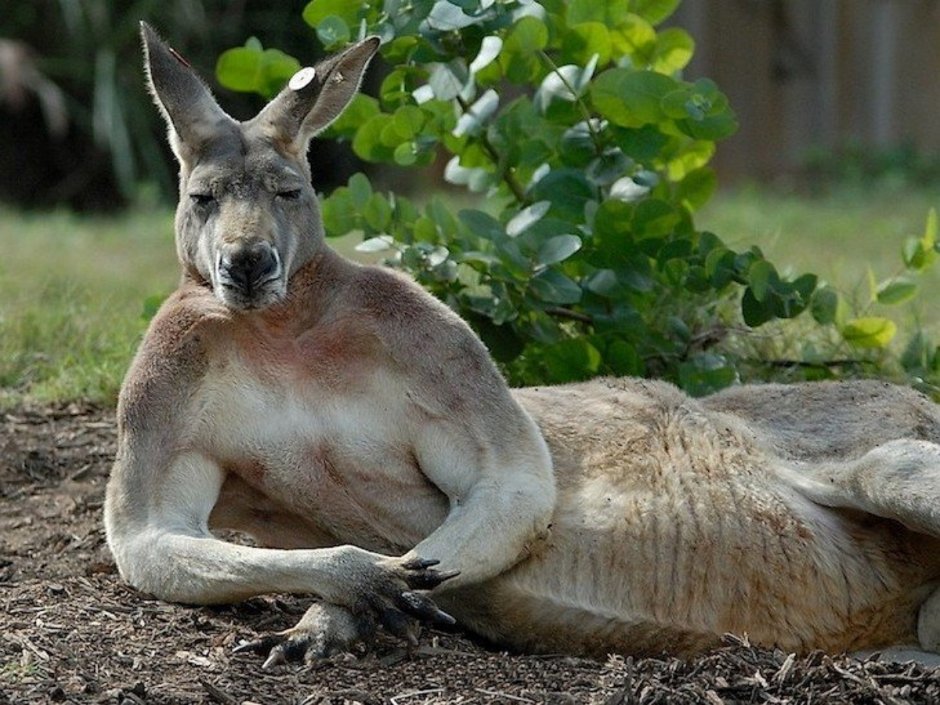 Животные Австралии кенгуру