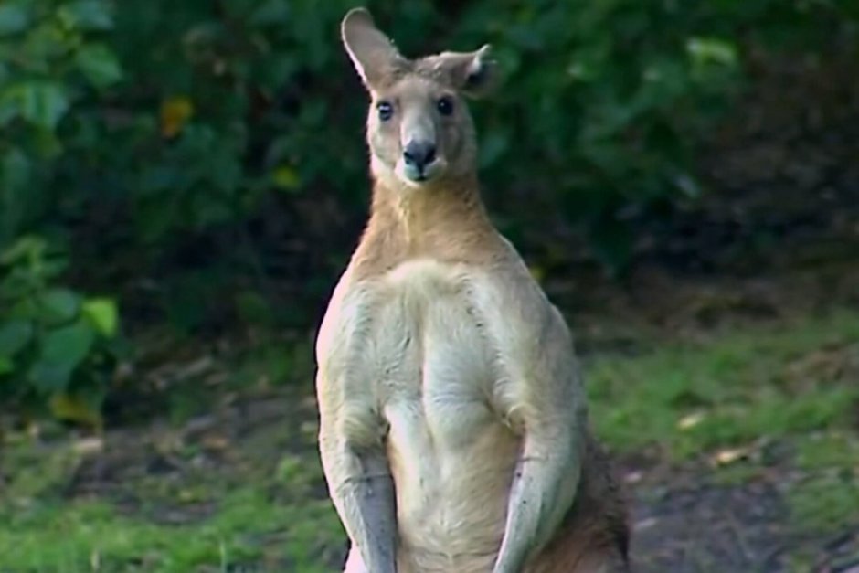 Руки кенгуру