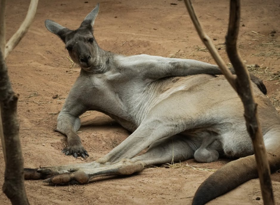Накаченный кенгуру