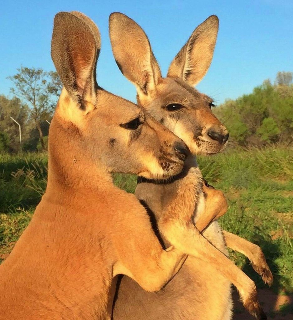 Рыжий кенгуру Австралии