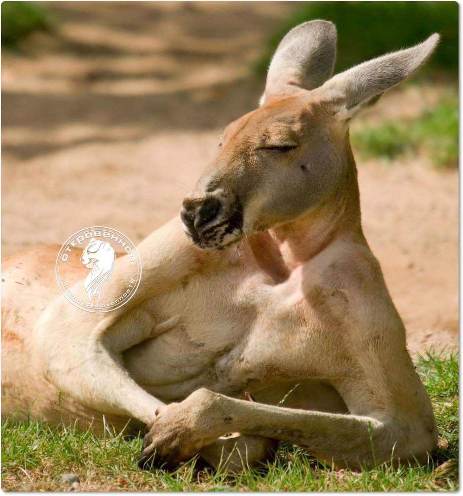 Поза кенгуру