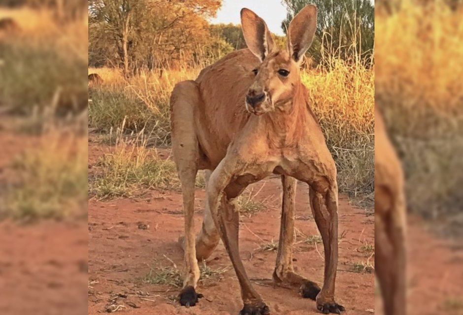 Самый мускулистый кенгуру Роджер