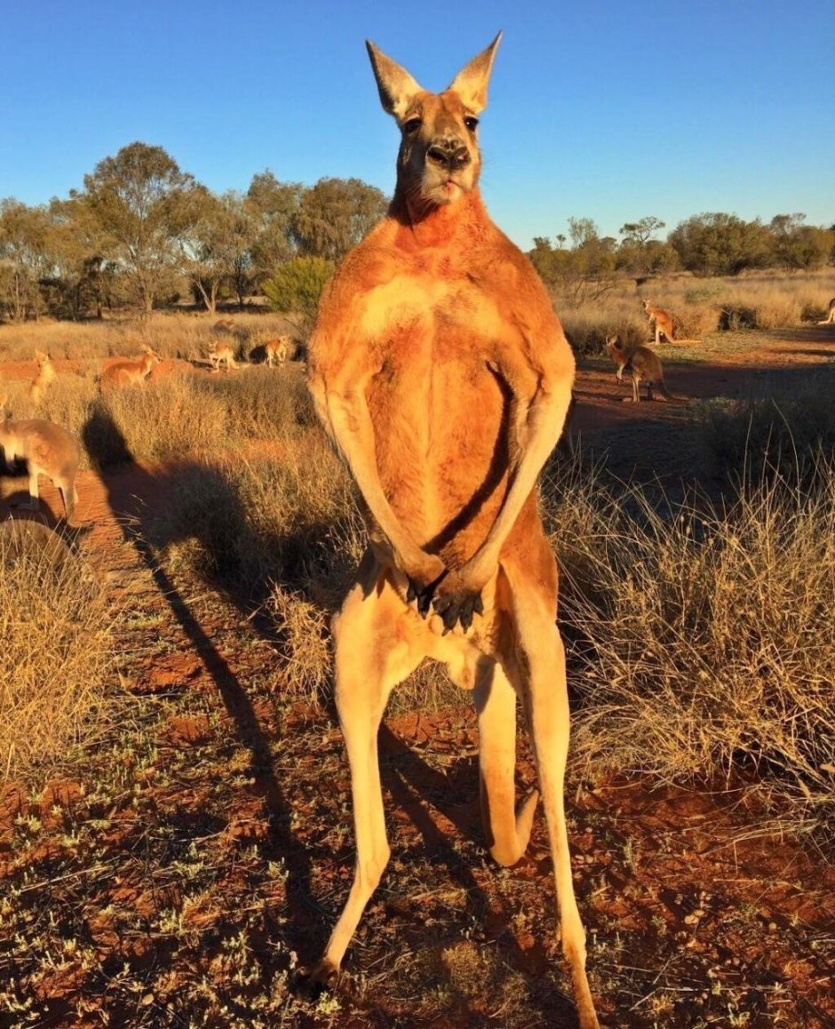 Самый накаченный кенгуру в мире Роджер