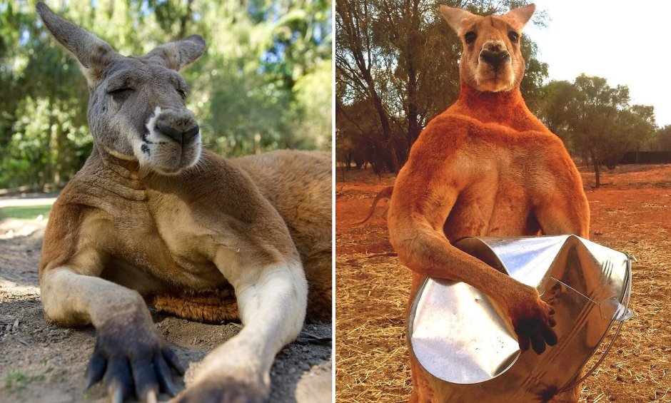 Накаченный кенгуру