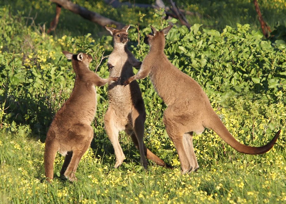 Стая кенгуру