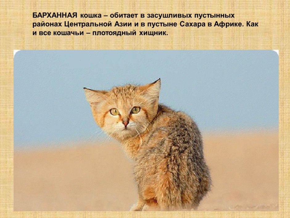 Барханный кот в пустыне