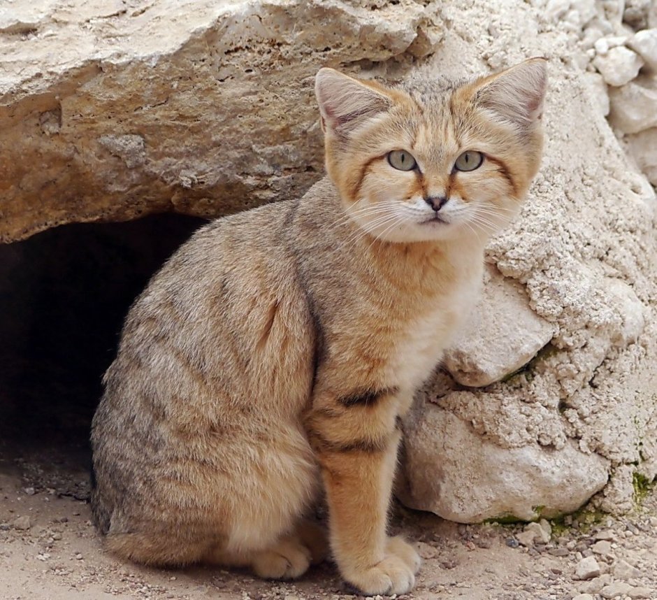 Барханный кот