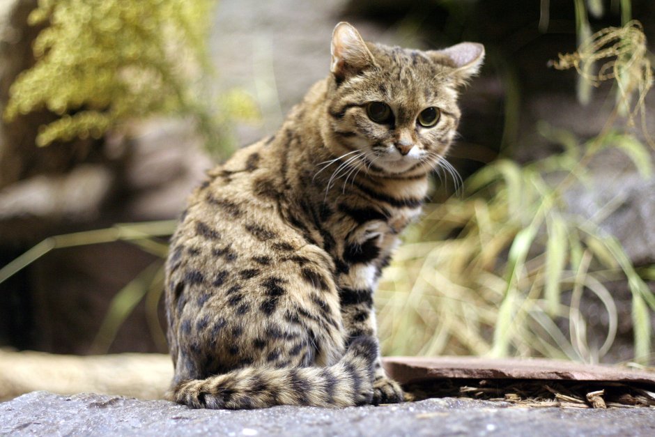 Дикая черноногая кошка