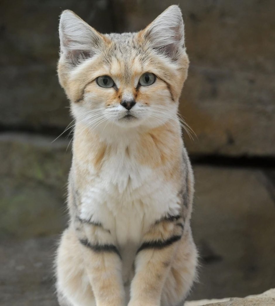 Песчаная барханная кошка