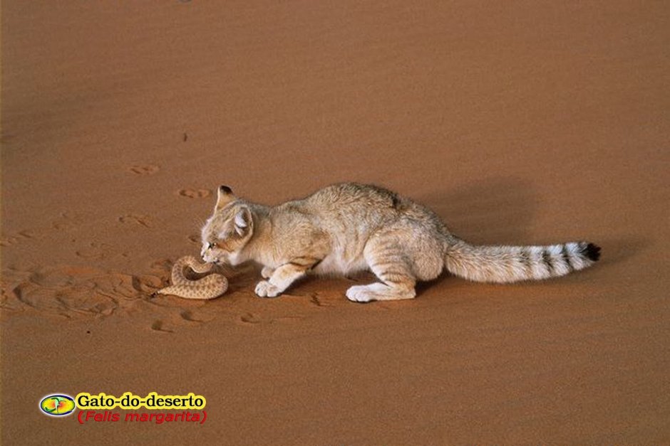 Бархан кот