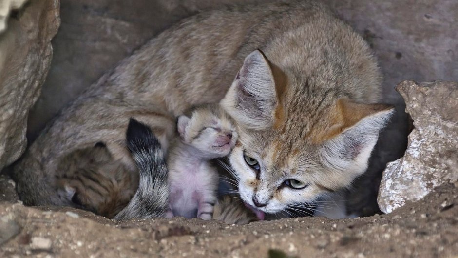 Барханная кошка котята