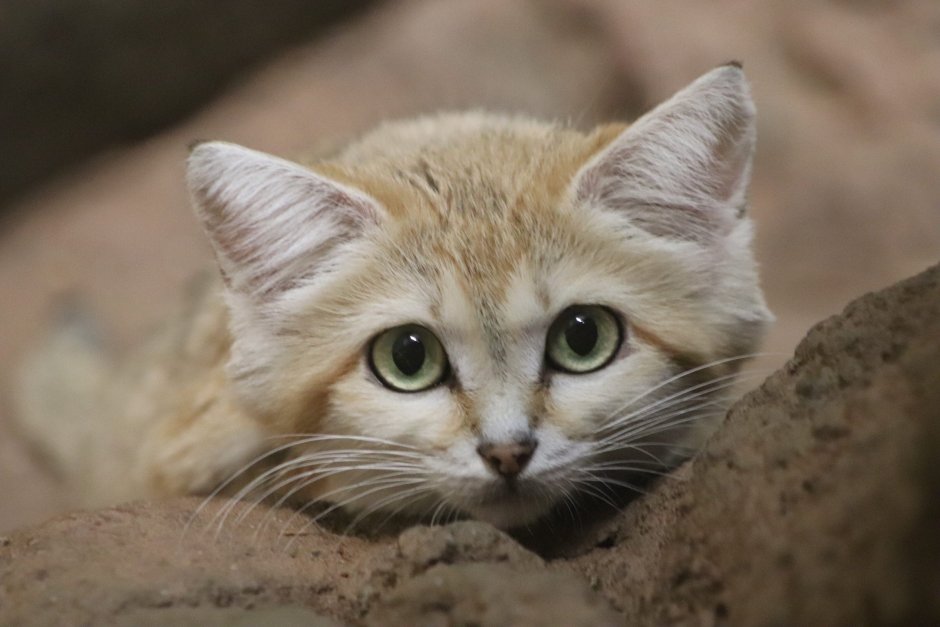 Белый барханный кот