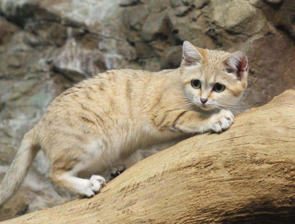 Песчаная барханная кошка