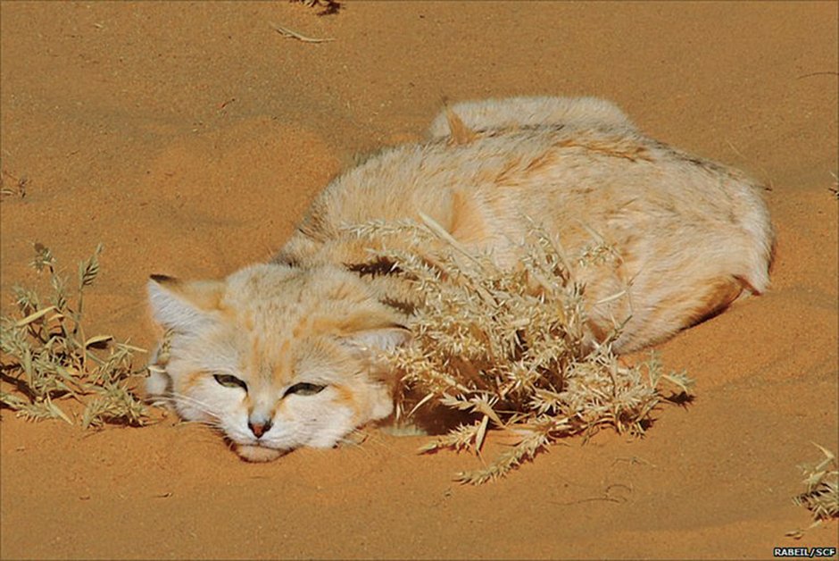 Барханный кот в пустыне