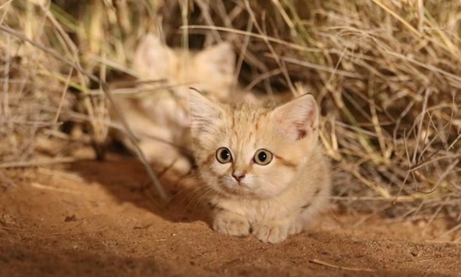 Фенек и барханная кошка