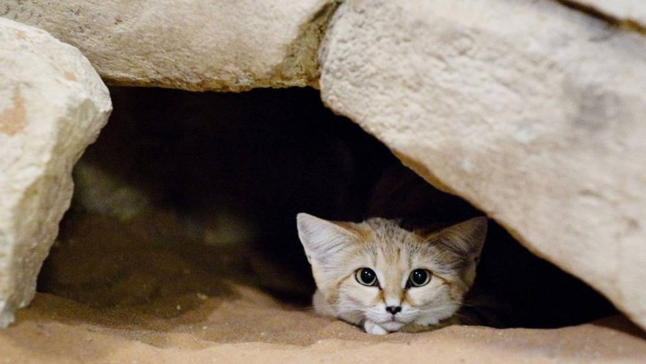 Кошачья Нора