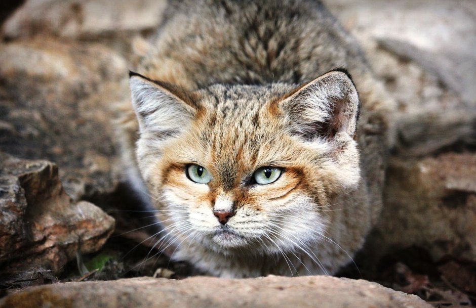 Барханный песчаный кот